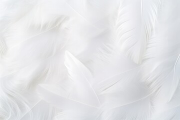 Fototapeta na wymiar Delicate White Feather Background Copy Space