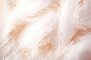 Delicate White Feather Background