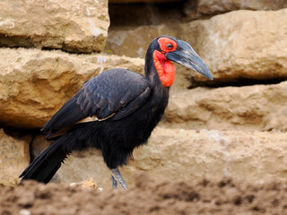 Southern ground hornbill (Bucorvus leadbeateri ,formerly known as Bucorvus cafer) on rocks seen from profile