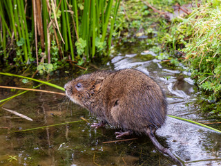 Water Vole on a Frozen Pond