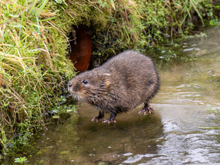 Water Vole on a Frozen Pond