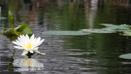 睡蓮の花