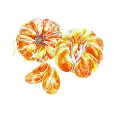 Paint of orange fruit with leaves. Watercolor hand-drawn elements. Isolated on white background. Delicious fruit clip-art illustration. Used on labels, napkins, towels, tableware, package