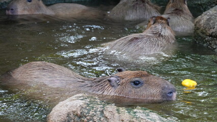 動物園