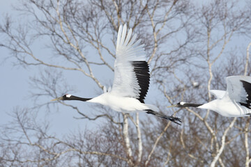 Bird watching, red-crowned crane, in
 winter