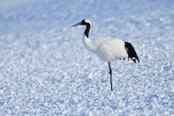 Obraz premium Bird watching, red-crowned crane, in winter