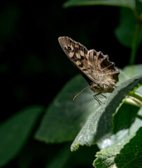 tircis prend la pause