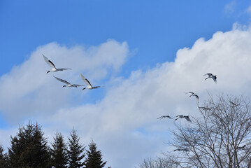 Bird watching, red-crowned crane, in
 winter