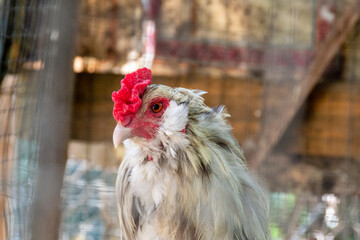 A rooster close-up profile in a rustic barn's chicken coop.