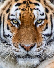 Portrait of a majestic Siberian tiger looking directly into the camera