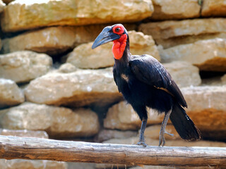 Southern ground hornbill (Bucorvus leadbeateri ,formerly known as Bucorvus cafer) on wooden beam  seen from profile