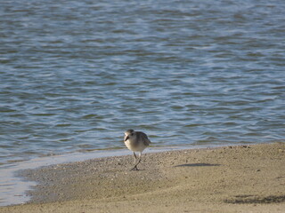 seagull on the beach