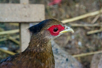 A rooster close-up profile in a rustic barn's chicken coop.
