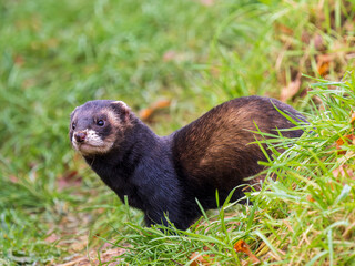 Fototapeta premium Close up of a Polecat