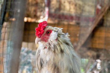 A rooster close-up profile in a rustic barn's chicken coop.