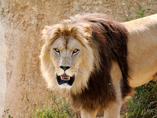 Portrait of lion (Panthera leo) with the open mouth 