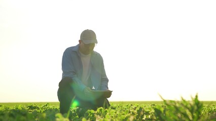 senior farmer with tablet inspects corn wheat field. agricultural fresh sprouts field. farmer...