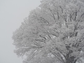 雪景色　雪の積もったケヤキの大木