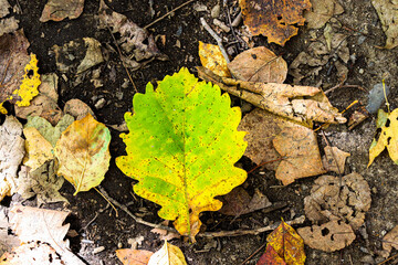 autumn leaves on the ground