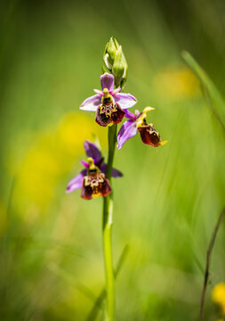 ophrys bourdon