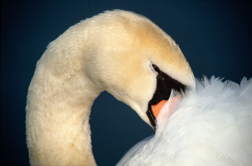 Cygne tuberculé,.Cygnus olor, Mute Swan