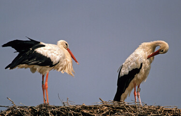 Cigogne blanche, nid,.Ciconia ciconia, White Stork