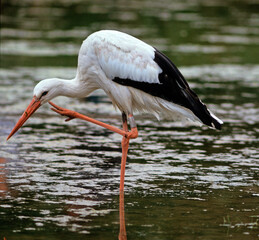 Cigogne blanche, Ciconia ciconia, White Stork