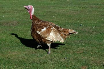 Dindon, race rouge des Ardennes