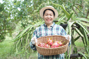 Happy Asian woman gardener holds basket of dragon fruits in garden. Concept, agriculture occupation. Thai farmer grow organic fruits for eating, sharing or selling in community market.     