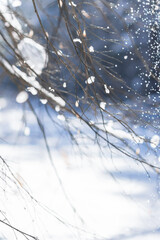 Landscape with tiny tree branches in nature and falling, glowing snow background in sunny day in wintertime, artistic view of nature details