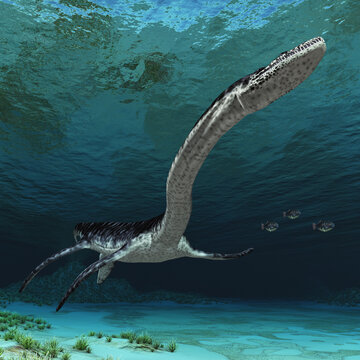 Plesiosaurier Elasmosaurus