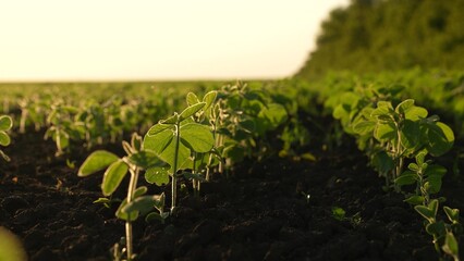 Agriculture. soybean field farm row, grains emerging, green soybeans fresh young, feeding soil...