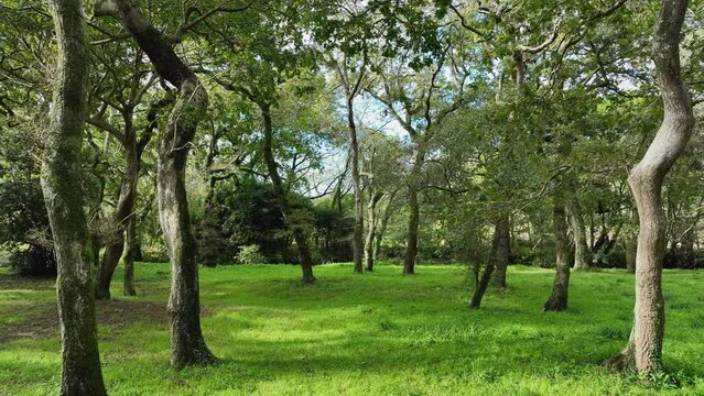 Forest Hike With Densely Woodland In Carballeira Municipal de Baio, Spain. Pullback Shot