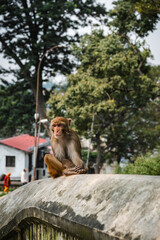 Monkey in Pashupatinath Temple in Kathmandu, Nepal. Rhesus Monkey