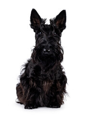 Adorable young solid black Scottish Terrier dog, sitting up facing front. Ears eract, mouth closed and looking towards camera. Isolated on a white background.
