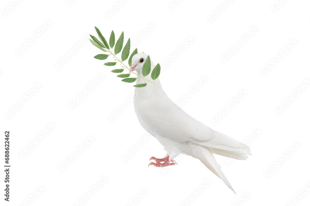 Wall mural White dove  with olive branch in its beak isolated on white background