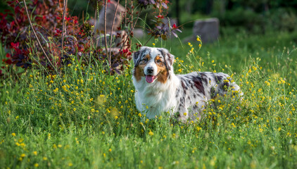 purebred australian shepherd dog for a walk in the park