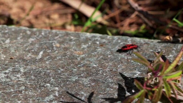 Fire bug bugs firebug firebugs insect insects crawling on wall.