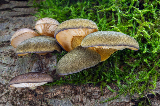 Edible winter mushrooms Sarcomyxa serotina (Panellus serotinus) commonly known as Olive oysterling or Fall oyster