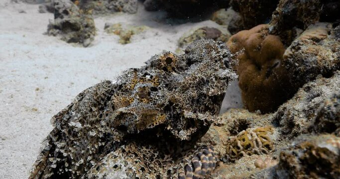 Closeup shot showing underwater life of scorpion fish.