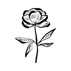 Elegant flower hand drawn with ink in sketch style. Flowering plant in a minimalist style with hatching isolated on a white background. Vector illustration.