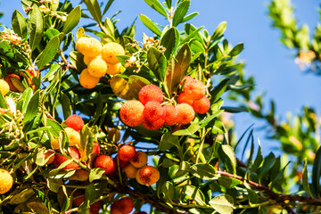 Botanical collection, ripe colorful fruits and flowers of Arbutus unedo, strawberry tree, evergreen shrub or small tree in the family Ericaceae, native to Mediterranean region.