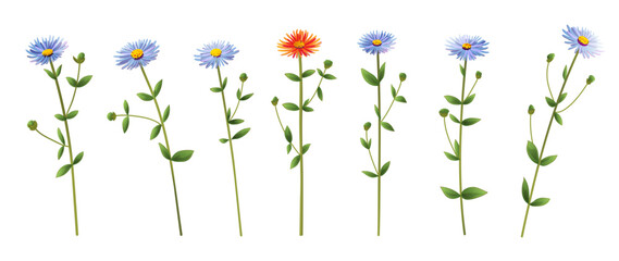 Horizontal panoramic set blue, orange chamomile, daisy flowers also known as California aster or Symphyotrichum chilense. Realistic botanical illustration, white background on watercolor style, vector