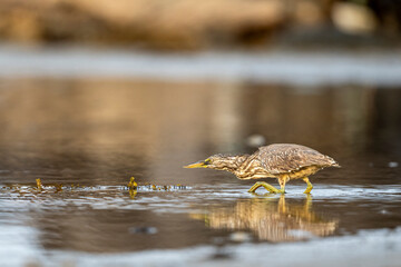 Striated heron, Butorides striata. Silhouette of a bird in the water. Red Sea coast, Saudi Arabia.