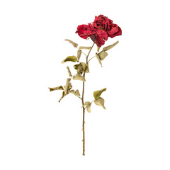 Dry dead rose flower stem isolated on transparent background