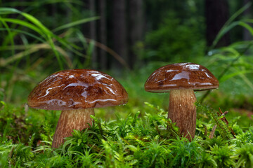 Two edible mushrooms Imleria badia commonly known as the Bay bolete or boletus badius growing in green moss with spruce forest in background