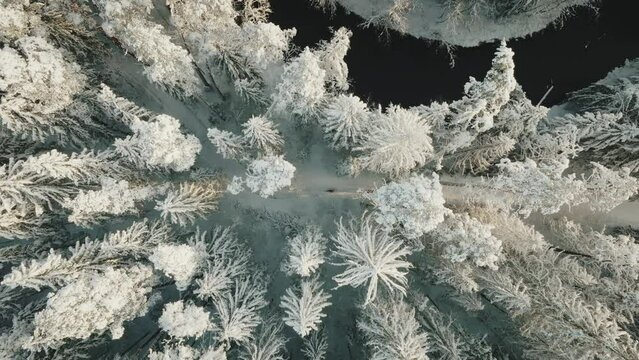 Drone Video Above Snowy Trees Of Kicksledding In Winter Wonderland