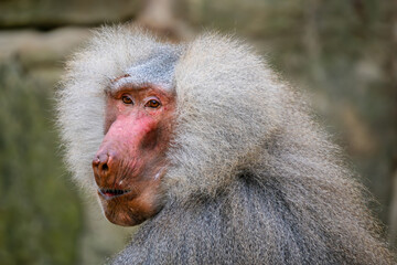 Hamadryas Baboon - Papio hamadryas, beautiful large primate from the Horn of Africa savannas and rocky areas, Ethiopia.