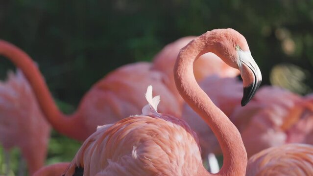 pink flamingos close up 