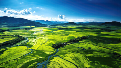 Green rice paddies in Asian countries, swamp